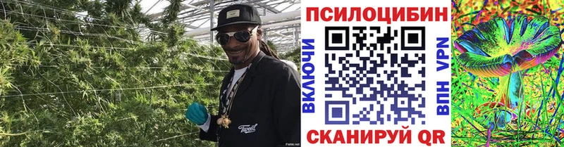 Псилоцибиновые грибы Cubensis  Юрьев-Польский 